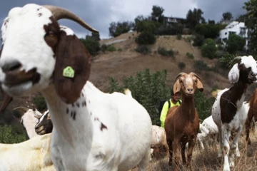 ஆடுகளால் அந்தரங்க உறுப்பை இழந்த நபர்