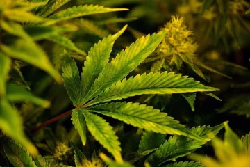 கஞ்சா பயிர்ச்செய்கைக்கு அனுமதியளிக்கும் வர்த்தமானி அறிவித்தல் தொடர்பில் வெளியான அறிவிப்பு