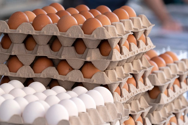 முட்டை தொடர்பில் வெளியான தகவல் | Information About Eggs