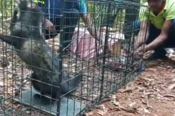 වඳවීමේ තර්ජනයට ලක්ව සිටින දුර්ලභ සත්වයෙක් පැටවුන් සමග පාසල් කාමරයකින් හමුවෙයි..(VIDEO)