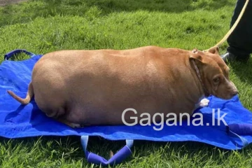 බලු සුරතලාට වැඩියෙන් කන්න දුන් හිමිකාරිය හිරේ දාලා.