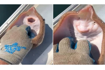 கிச்சுக் கிச்சு மூட்டியதும் குழந்தை போலச் சிரிக்கும் அதிசய மீன் - செம்ம வைரல் வீடியோ!