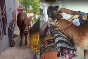 எனக்கு புது பாய் தான் வேணும்: உரிமையாளரிடம் போராட்டம் நடத்திய கன்று! வேற லெவல் கொமடி காட்சி