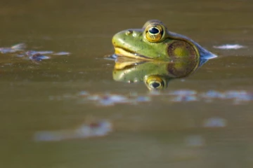 வாய் வழியாக முட்டையிட்டு குஞ்சு பொரிக்கும் உயிரினம்: எது தெரியுமா?