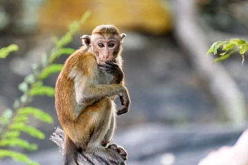 திருகோணமலையில் குரங்கு தாக்குதலுக்குள்ளான சிறுவன்