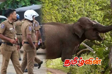 ஒட்டிசுட்டான் பகுதியில் யானை தாக்குதல்! முச்சக்கரவண்டி சாரதி படுகாயம்