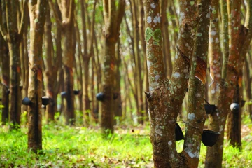 டொனால்ட் ட்ரம்ப்பால் இலங்கையில் இறப்பர் தொழிலாளர்களுக்கும் பாதிப்பு