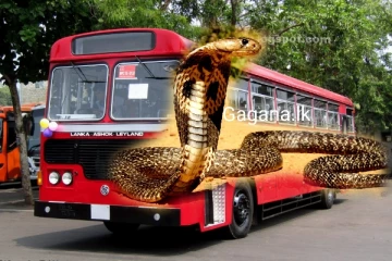 මගී බස් රථයකින් විශාල නාගයෙක් මතු වෙයි..කාන්තාවක් කෑ ගසමින් නයා පෙන්නයි..