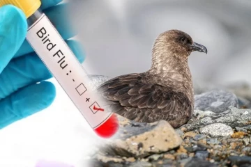 நியூசிலாந்தில் உள்நாட்டுப் பறவைக்கு H5N1 பறவைக் காய்ச்சல்