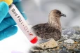 நியூசிலாந்தில் உள்நாட்டுப் பறவைக்கு H5N1 பறவைக் காய்ச்சல்