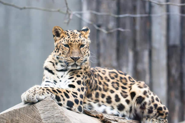 அழிந்துவரும் அரிய வகை சிறுத்தை சுட்டுக்கொலை | A Rare And Endangered Leopard Has Been Shot Dead அழிந்துவரும் அரிய வகை சிறுத்தை சுட்டுக்கொலை | A Rare And Endangered Leopard Has Been Shot Dead