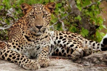 மக்களை அச்சத்தில் உறைய வைத்த சிறுத்தை ; வேட்டையாடப்படும் செல்லப்பிராணிகள்