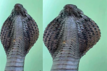 கீழ் மேல் சத்தமாக மூச்சிழுக்கும் கரு நாகம் - வைரலாகும் காணொளி