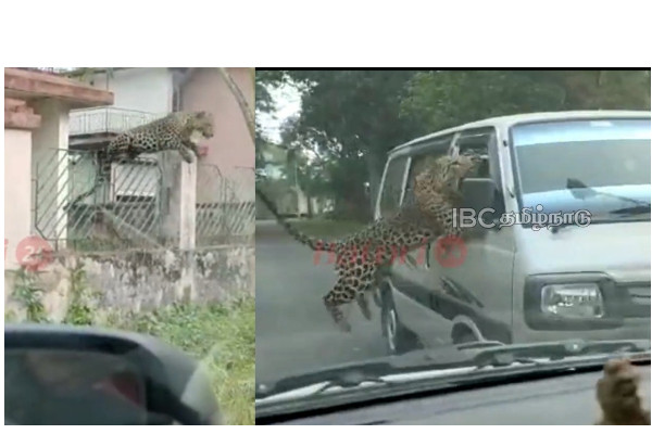 tiger-attack-car-shocking-video-viral