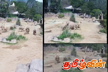 அமெரிக்காவில் நிலஅதிர்வின் போது யானை குட்டியை காப்பாற்ற விரைந்த யானைகள்