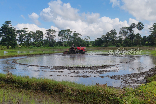 வவுனியாவில் 7ஆயிரத்திற்கு மேற்பட்ட ஏக்கர் நெற்செய்கை பாதிப்பு! விவசாயிகள் கவலை.. | Paddy Cultivation Affected Vavuniya Flood Disaster
