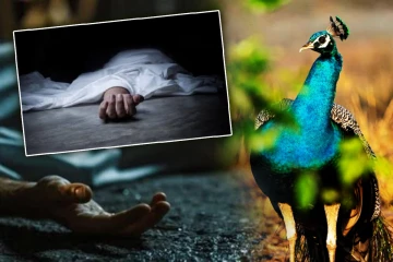 திடீரென மோதிய மயில் - பரிதாபமாக பலியான 18 வயதுடைய இளைஞன்