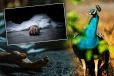 திடீரென மோதிய மயில் - பரிதாபமாக பலியான 18 வயதுடைய இளைஞன்