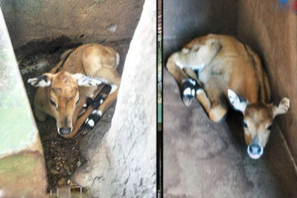 விலங்கியல் பூங்காவில் அரியவகை விலங்கு! | A Rare Animal In The Zoo