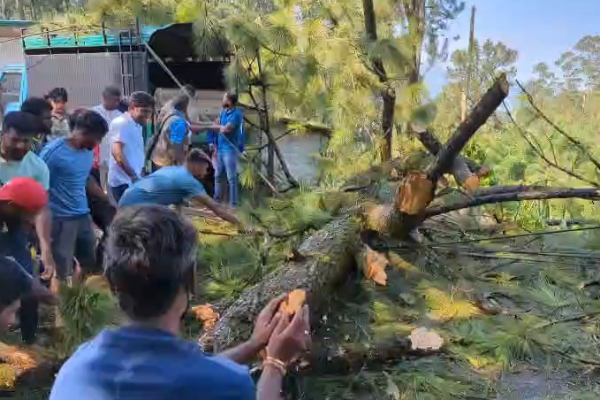 வீதியில் முறிந்து விழுந்த மரம் ; போக்குவரத்து பாதிப்பு | Fallen Tree Blocks Street Traffic Affected வீதியில் முறிந்து விழுந்த மரம் ; போக்குவரத்து பாதிப்பு | Fallen Tree Blocks Street Traffic Affected
