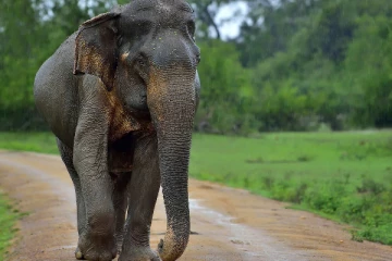 பாடசாலை மாணவன் பரிதாபமாக உயிரிழப்பு