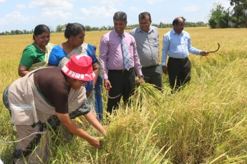 கிளிநொச்சியில் ஆரம்பமான சிறுபோக அறுவடை விழா