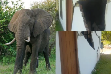 திருகோணமலையில் காட்டு யானைகளின் அட்டகாசம்