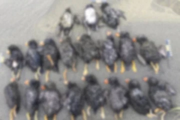 கொத்து கொத்தாக உயிரிழந்த ஆயிரக்கணக்கான பறவைகள்...அதிர்ச்சியளித்த நிகழ்வு