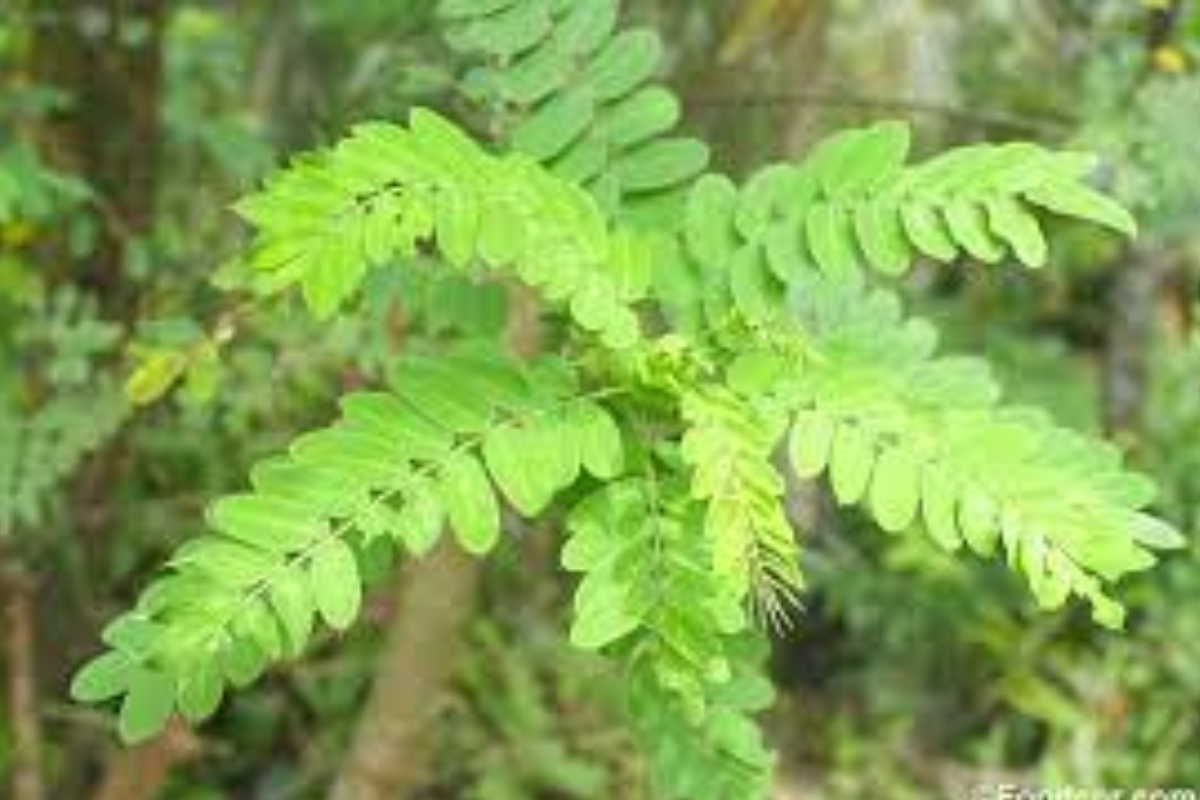 රණවරා ගැන ඔබ නොදත් දේ මෙන්න | Information About Ranawara