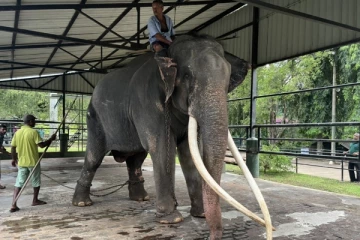 இலங்கையிலிருந்து தாய்லாந்திற்கு மீண்டும் அனுப்பப்படும் சாக் சுரின் யானை