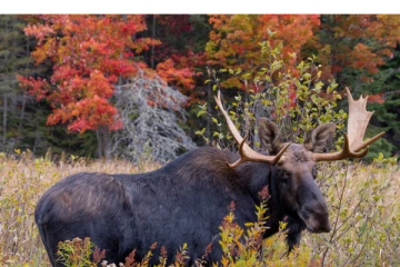 ஒன்றாரியோவில் மான் வேட்டையாடிய இருவருக்கு பெருந்தொகை அபராதம்