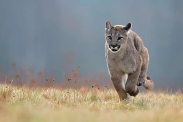கனடாவின் இந்தப் பகுதியில் மலைச்சிங்கம் குறித்து எச்சரிக்கை