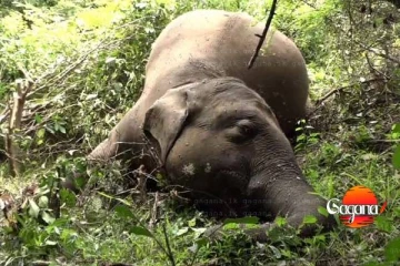 දුම්රියේ ගැටී මිය ගිය වන අලියෙකුගේ සිරුරක් හමුවෙයි