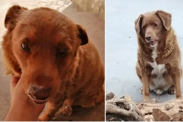 உலகிலேயே வயதான நாய்... 31 வயதில் மரணம்!