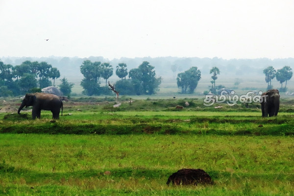 வயலுக்கு சென்ற தாயும் மகளும் பரிதாபமாக மரணம் | Mother And Daughter Dies On Elephant Attack