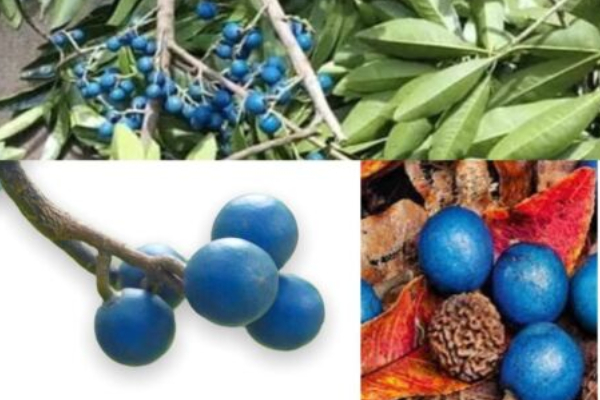 யாழில் போலி உருத்திராச்ச பழங்கள் - வெளியாகியுள்ள எச்சரிக்கை..! | Fake Rudraksha Salers Blue Olive