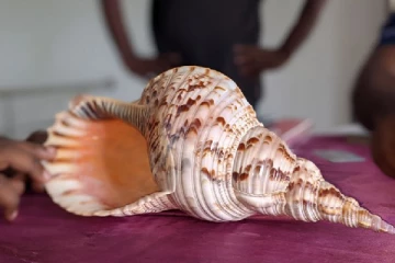 பெறுமதியான வலம்புரிச் சங்குடன் கைதான மீனவர்