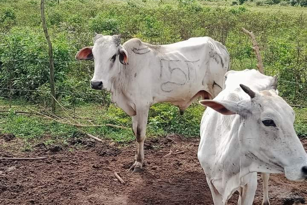 தமிழரது கால்நடைகளை துப்பாக்கியால் சுடும் பெரும்பான்மையினத்தவர் - இன்றும் தாக்குதல் ( படங்கள்) | Tamil People Attack Sinhalese Land Grabbing