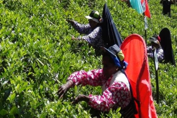 தேயிலை கொழுந்து பறித்துக் கொண்டிருந்த பெண்களுக்கு நேர்ந்த அசம்பாவிதம்!