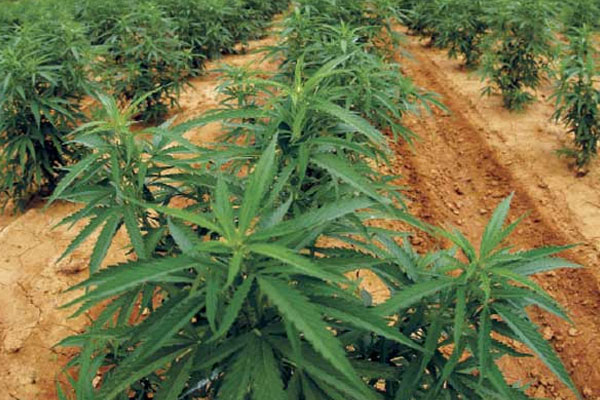 இலங்கையில் கஞ்சா பயிர்செய்கைக்கு அனுமதி | Cannabis Cultivation Allowed In Sri Lanka