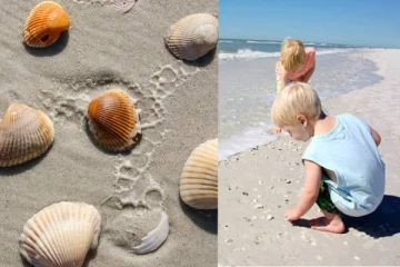 கடற்கரையில் கிடந்த அரிய சிப்பிகளை சேகரித்த குழந்தைகள்- தாய்க்கு தேடி வந்த தண்டனை!