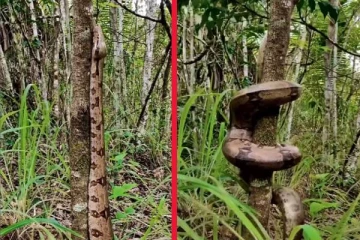 நுட்பமான முறையில் மரம் ஏறும் Boa Constrictor பாம்பு... லைரலாகும் காணெளி!