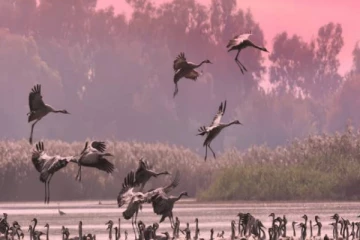 சீன எரியை படையெடுக்கும் எராளமான புலம்பெயர் பறவைகள்!