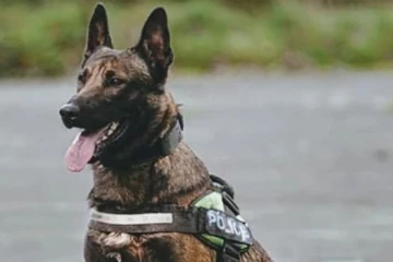 பொலிஸ் நாயை சுட்டுக் கொன்ற பிரித்தானிய அதிகாரிகள்: பின்னணியில் உள்ள காரணம்