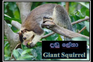 වදවිගෙන යන අපේ ජාතික සත්වයා ගැන කෙටියෙන් යමක්..