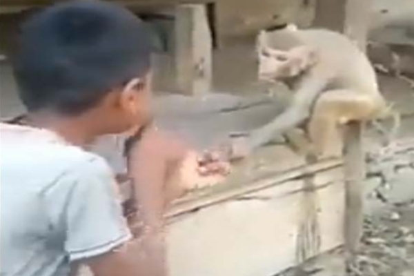 குரங்கை சீண்டிய சிறுவன்! நொடிப்பொழுதில் கிடைத்த தண்டனை | Monkey Attack Boy Viral Video