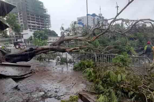 புறக்கோட்டை ரயில் நிலையத்திற்கு முன்பாக பாரிய மரம் முறிவு | Tree Fall Front Of Kurakottai Railway Station