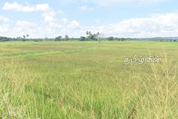 கந்தளாயில் கருகும் நெற்பயிர்கள்: கவலையில் விவசாயிகள் | Rice Crops Are Scorching Farmers Are Worried கந்தளாயில் கருகும் நெற்பயிர்கள்: கவலையில் விவசாயிகள் | Rice Crops Are Scorching Farmers Are Worried