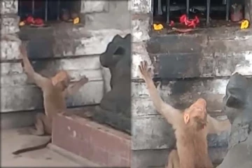 கோவிலில் கண்களை மூடி மனதுருகி பிரார்த்தனை செய்த குரங்கு... தீயாய் பரவும் காட்சி