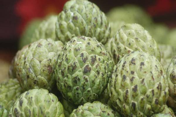 வயிற்று புண்களை தடம்தெரியாமல் ஆக்கும் பழம்.. உங்க வீட்டுல இருந்தால் நீங்களே அதிர்ஷ்டசாலி | Benefits Of Custard Apple Leaves வயிற்று புண்களை தடம்தெரியாமல் ஆக்கும் பழம்.. உங்க வீட்டுல இருந்தால் நீங்களே அதிர்ஷ்டசாலி | Benefits Of Custard Apple Leaves